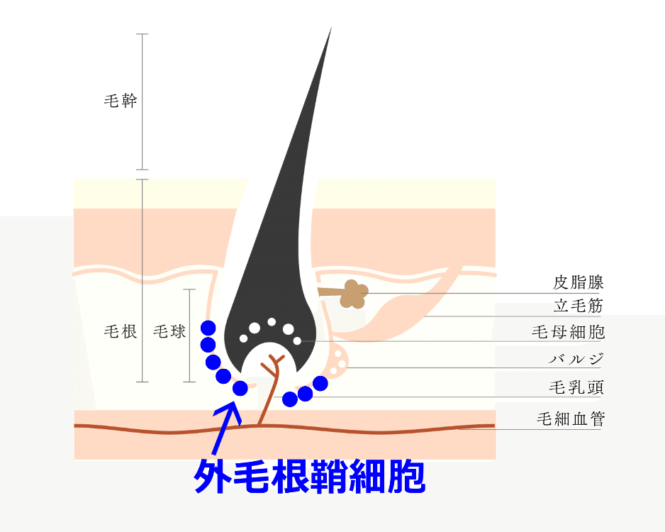 毛包の構造と、青色で示した外毛根鞘細胞の説明図